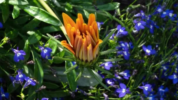 Çiçek sabah açılır. Gazania 'nın çiçek açan zamanı. Çarpıcı Gazania Linearis Çiçekleri — Stok video