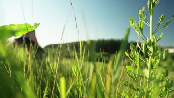 Vue à travers l'herbe haute à la silhouette floue d'un homme assis. Un homme seul regarde au loin, assis sur une colline, et pense à son avenir. Gros plan, plan du chariot — Video