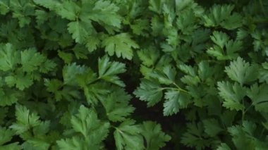 Bahçede maydanoz. Yukarıdan bak. Yakın plan. Seçici odaklanma. Dolly vurdu.