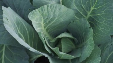 Genç lahana. Yukarıdan bak. Beyaz lahana yaprakları. Bahçe yatağında bir lahana başı büyüyor.