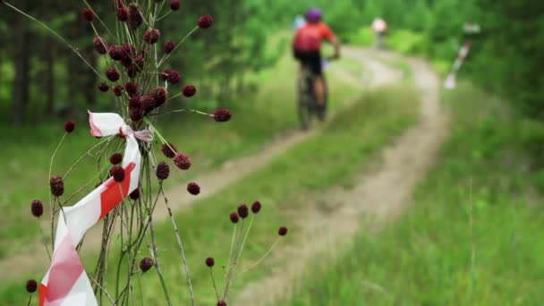 Sportolók kerékpározás hegyi kerékpárok mentén festői erdei ösvény — Stock videók
