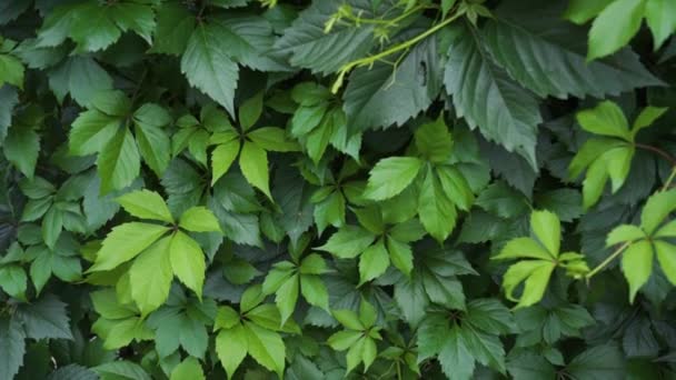 Parthenocissus quinquefolia eller Virginia creeper grön bladväxt vägg — Stockvideo