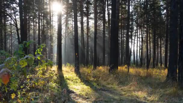 Sol rayos de la mañana entre los árboles en el bosque helado de otoño — Vídeos de Stock