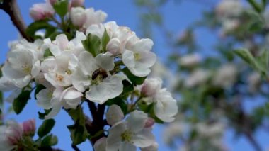 Çiçek açan elma ağacındaki arı. Yakın plan. Yavaş çekim