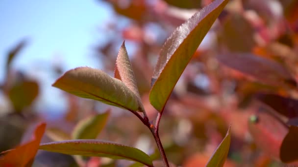 Hojas rojas de otoño en una pared, fondo. Fondo otoñal de hojas de color rojo brillante. — Vídeo de stock