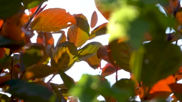 Foglie arancioni, rosse e verdi illuminate dai raggi dei soli, bellissimo sfondo autunnale. — Video Stock