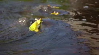 Suyun üzerinde yüzen altın sarısı sonbahar yapraklarıyla nehir nehri.