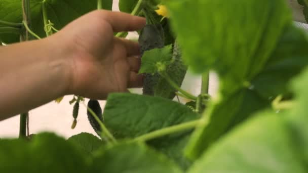 Dłoń kobiety odrywa zielony ogórek uprawiany w szklarni. Zbliżenie — Wideo stockowe