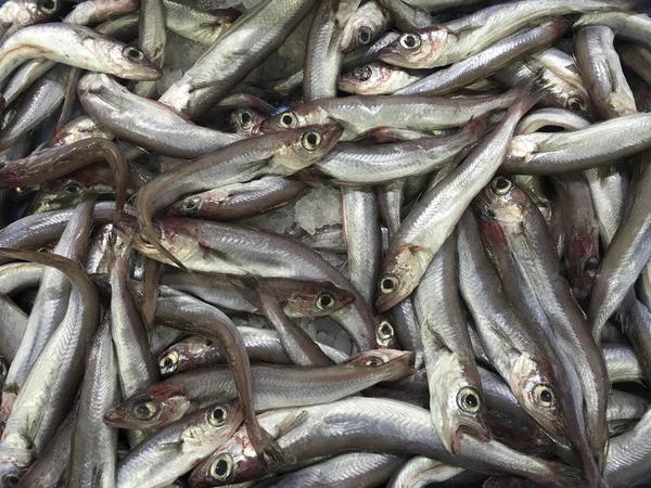 Meeresfrüchte - frische Garnelen oder Garnelen am Marktstand — Stockfoto