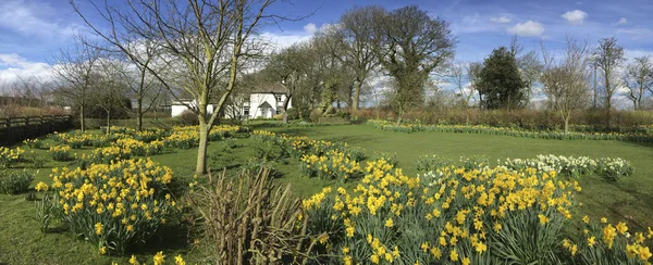 Fiori primaverili in un giardino di campagna inglese — Foto Stock