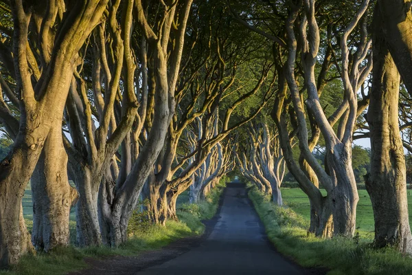 Het donker dekt - County Antrim - Noord-Ierland — Stockfoto