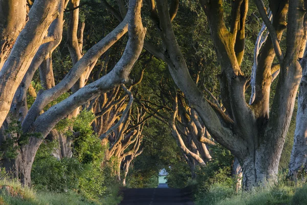 Los setos oscuros - Condado de Antrim - Irlanda del Norte — Foto de Stock