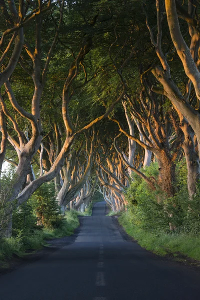 The Dark Hedges - Comté d'Antrim - Irlande du Nord — Photo