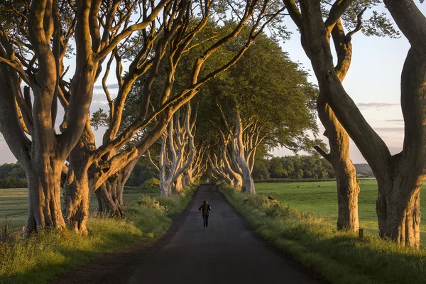 The Dark Hedges - Comté d'Antrim - Irlande du Nord — Photo