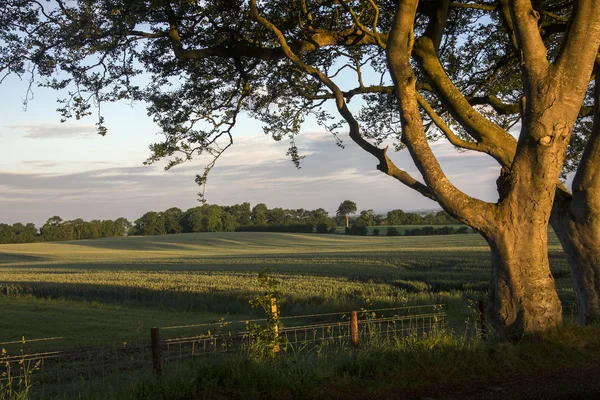 Landbouwgrond - County Antrim - Noord-Ierland — Stockfoto