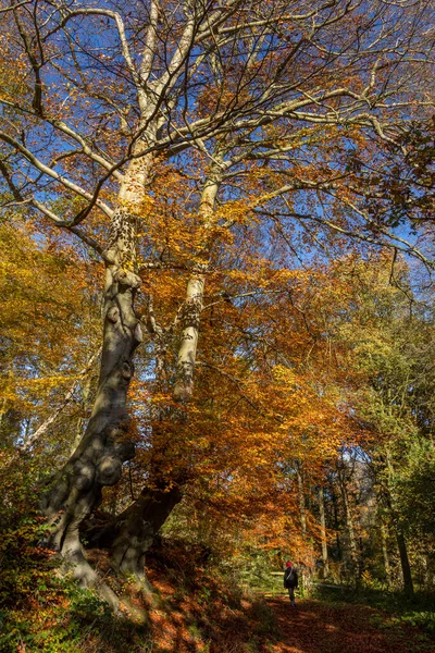 Осінні Кольори Північний Йоркшир Великій Британії — стокове фото