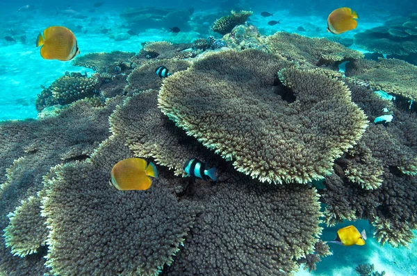 Arrecife Coral Atolón Ari Sur Las Maldivas Norte Del Océano — Foto de Stock