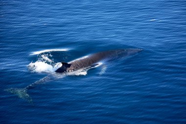 Fin Whale (Balaenoptera physalus) - Antarktika. Finback balinası olarak da bilinir.