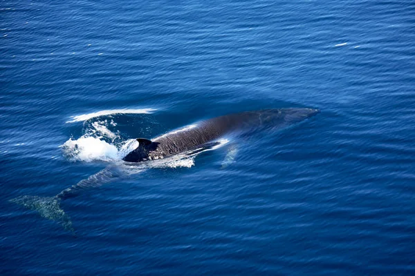 Rorqual Commun Balaenoptera Physalus Antarctique Également Connu Sous Nom Rorqual — Photo