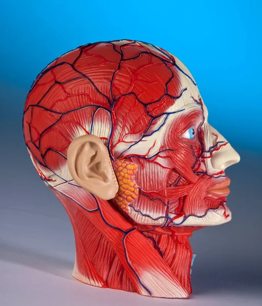 Человеческая Голова Модель Человеческой Головы Демонстрирующая Основные Кровеносные Сосуды Мышцы — стоковое фото
