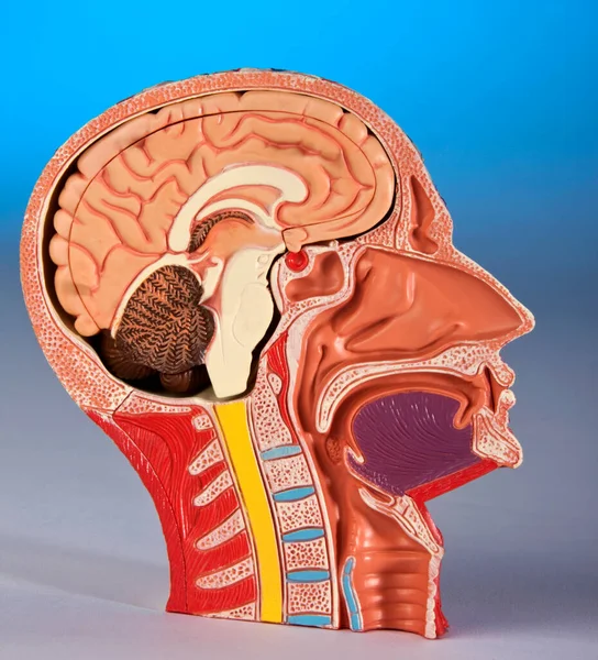 Fisiologi Manusia Model Yang Menunjukkan Penampang Kepala Dan Otak Manusia — Stok Foto