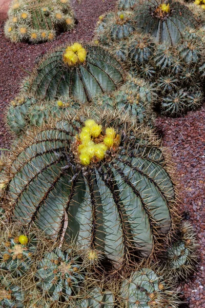 Ferocactus Genere Grandi Cactus Forma Botte Più Con Grandi Spine — Foto Stock