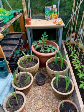 Bahar 'da bir serada yetişen tohumlar - Yorkshire, İngiltere.