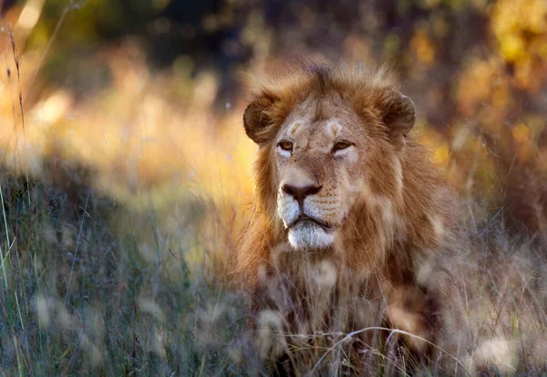 Egy Hím Oroszlán Panthera Leo Botswanai Okavango Delta Xakanaxa Régiójában — Stock Fotó