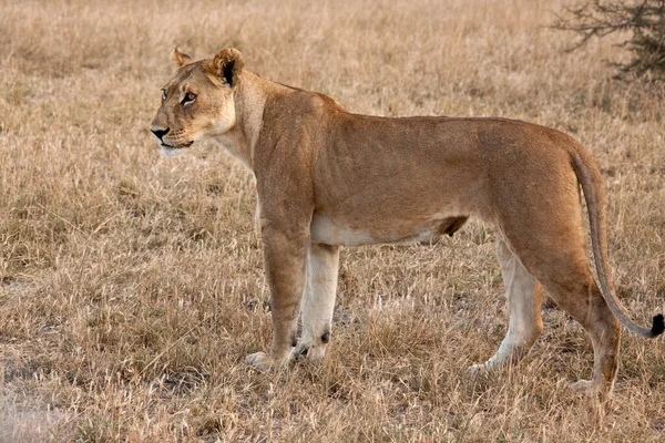 Een Leeuwin Panthera Leo Regio Savuti Botswana — Stockfoto