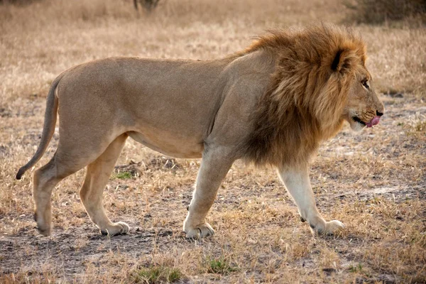 Een Mannelijke Leeuw Panthera Leo Savuti Regio Het Noorden Van — Stockfoto