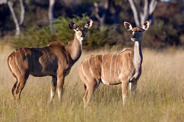Dvě Fenky Kudu Tragelaphus Strepsiceros Pozdním Odpoledním Slunci Národním Parku — Stock fotografie