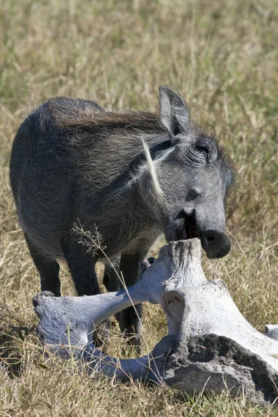 Hembra Warthog Phacochoerus Africanus Masticando Algunos Huesos Para Absorber Calcio — Foto de Stock