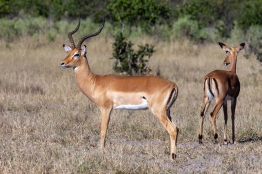 Impala antilobu (Aepyceros melampus) Kuzey Botswana, Afrika 'nın Savuti bölgesinde bulunur..