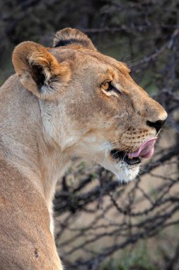 Kuzey Botswana, Afrika 'nın Savuti bölgesinde dişi aslan (Panthera leo).