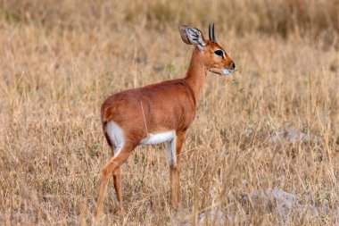 Damaralandin Namibya, Afrika 'da erkek Damara Dik-Dik (Madoqua kirkii). Dik-Diks, Güney Afrika 'nın kuru bozkırlarında bulunan cüce antiloplardır. Dişi, erkekten daha büyüktür..
