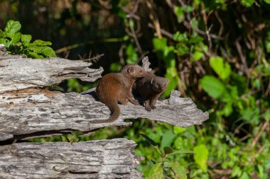 Cüce firavun faresi (Helogale parvula) Kuzey Botswana, Afrika 'nın Okavango Delta bölgesinde.