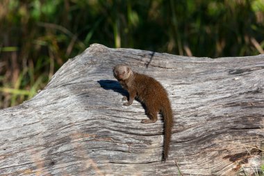 Cüce firavun faresi (Helogale parvula) Kuzey Botswana, Afrika 'nın Okavango Delta bölgesinde.