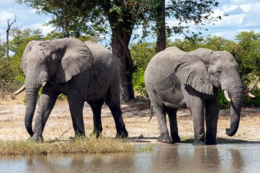 Afrika Filleri (Loxodonta africana) Kuzey Botswana, Afrika 'daki Savuti bölgesinde bir su birikintisinde.