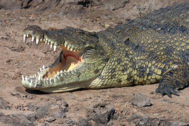 Botswana 'daki Chobe Nehri' nde bulunan Nil timsahı (Crocodylus niloticus) tatlı su habitatlarına özgü büyük bir timsah sürüngenidir. Botswana, Afrika 'daki Chobe Nehri' nin kıyısında..