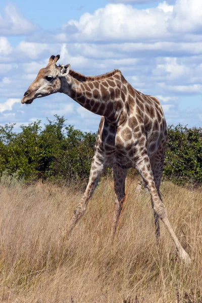 アフリカのボツワナ北部のサヴティ地方のジラフ Giraffa Camelopardalis キリンはアフリカの動物の哺乳動物で 地上で最も背の高い動物で 最大の発光体です — ストック写真