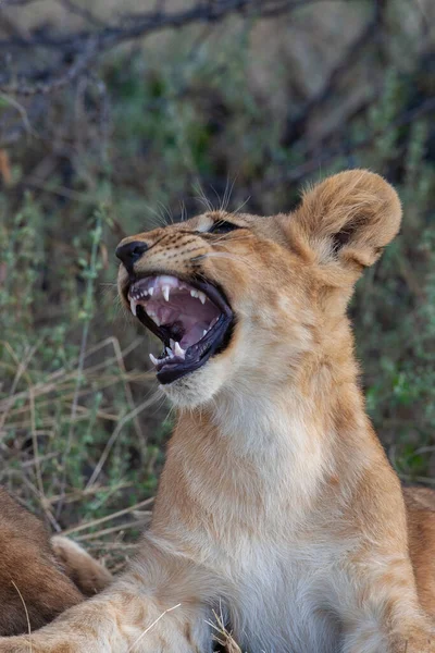 Oroszlánkölyök Panthera Leo Észak Botswana Savuti Régiójában Afrikában — Stock Fotó