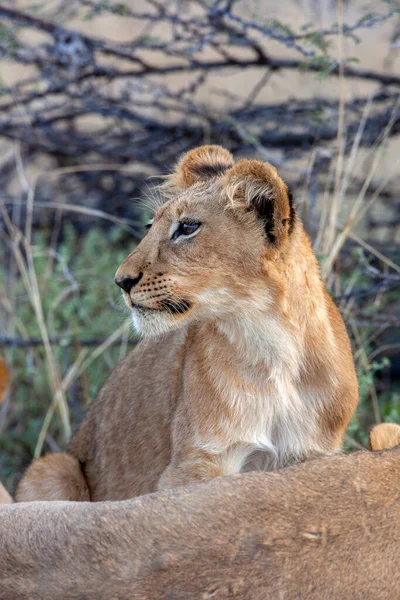 Oroszlánkölyök Panthera Leo Észak Botswana Savuti Régiójában Afrikában — Stock Fotó