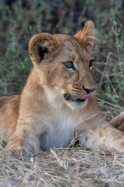 Leeuwenwelp Panthera Leo Savuti Regio Noord Botswana Afrika — Stockfoto