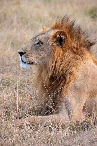 Aslan Panthera Leo Kuzey Botswana Afrika Nın Savuti Bölgesinde — Stok fotoğraf