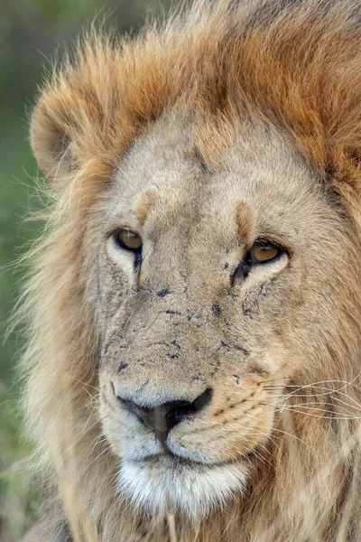 Lejon Panthera Leo Savuti Regionen Norra Botswana Afrika — Stockfoto