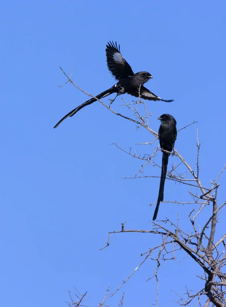 Magpie Shrike Urolestes Melanoleucus Noto Anche Come Shrike Dalla Coda — Foto Stock