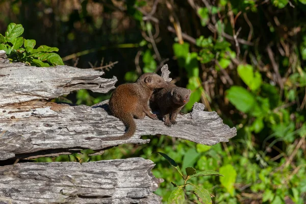 Cüce firavun faresi (Helogale parvula) Kuzey Botswana, Afrika 'nın Okavango Delta bölgesinde.