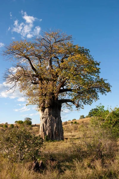 아프리카 바오밥 나무인 분포되어 나무이며 아프리카 보츠와 — 스톡 사진