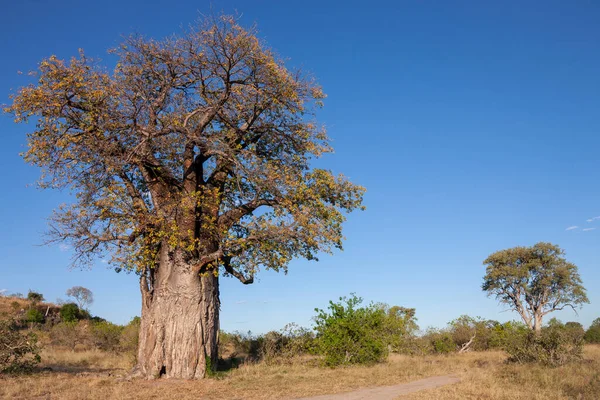 アフリカのバオバブであるアダノニア デジタータ Adansonia Digitata アダノニア Adansonia 属の中で最も広く見られる木種であり アフリカ大陸に自生している ボツワナのサヴティ地方 — ストック写真
