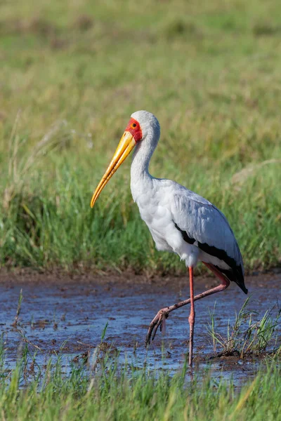 Κίτρινος Πελαργός Mycteria Ibis Που Μερικές Φορές Ονομάζεται Και Πελαργός — Φωτογραφία Αρχείου